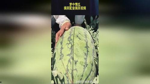 吃梦中情瓜视频搞笑,吃梦中情瓜视频欢乐大放送