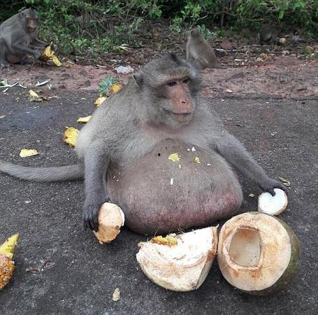 女吃瓜像猴子视频素材,搞笑瞬间引网友热议