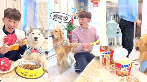 吃瓜狗狗的日常生活视频,萌宠生活大揭秘