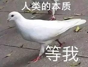 鸽子吃瓜表情包搞笑版视频,笑翻朋友圈！鸽子吃瓜表情包搞笑版视频来袭