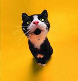 吃瓜视频搞笑猫咪头像,吃瓜视频中的猫咪头像大集合