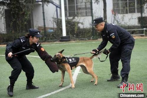 警花变警犬吃瓜视频大全,揭秘吃瓜视频背后的趣味与温情