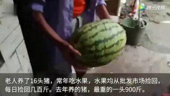 吃长瓜的视频,跟随吃长瓜探索美味长瓜之旅