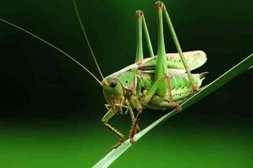 蝈蝈吃八月瓜视频播放,蝈蝈品尝美味瞬间