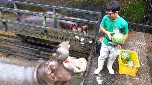 饲养员吃瓜视频,趣味横生的动物园日常