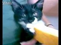 猫吃哈密瓜视频大全,猫咪品尝哈密瓜趣味瞬间大盘点