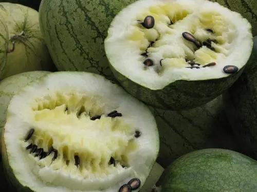 朋友送的籽瓜可以吃吗视频,朋友赠礼，一起探索籽瓜的食用奥秘