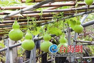 看吃葫芦瓜的视频,一网打尽烹饪技巧与风味