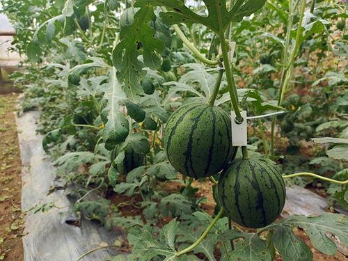 中牟县吃瓜事件视频最新,一场网络热议背后的真相揭秘