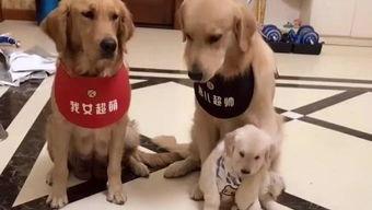 四只小狗吃瓜跑掉视频,欢乐瞬间跑掉成经典