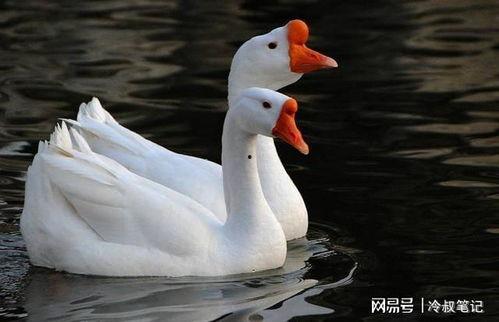 鸭鹅可以吃石瓜吗视频教程,营养美味两不误