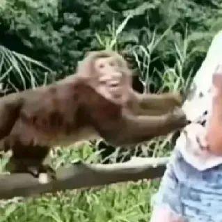 女子喂猴子吃瓜的视频大全,女子与猴共度欢乐时光