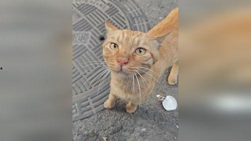 橘猫吃瓜的视频,太可爱了！