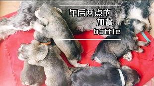 小狗狗吃瓜视频大全播放,小狗狗吃瓜视频大全热映，萌态百出引网友爆笑